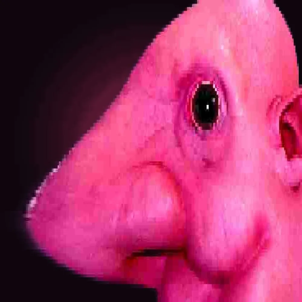Extreme close-up of the creature's nose, deep-fried and bright pink