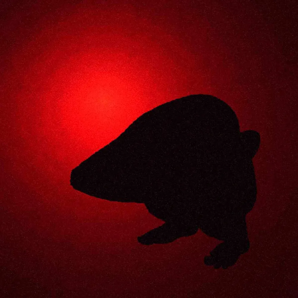 The creature as a black silhouette against a lit backdrop